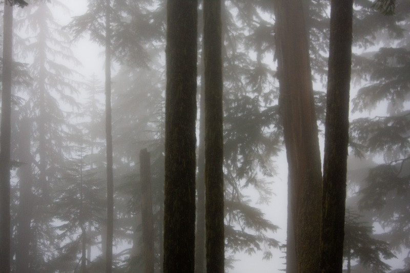 Trees In Mist